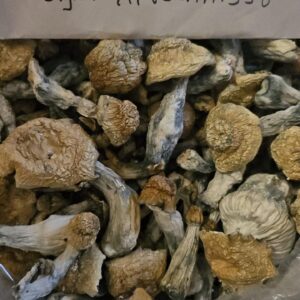 GOLDEN TEACHER