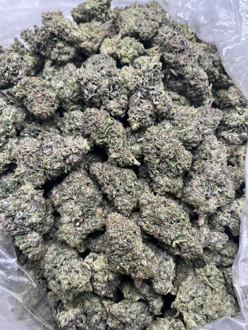 MANGO RUNTZ