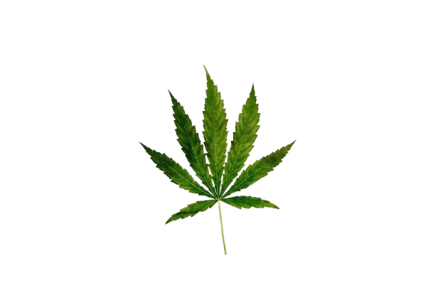 Weed
